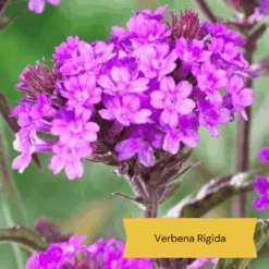 Top Tall Perennials | Plants For Height And Structure 17 Top Tall Perennials | Plants For Height And Structure -Roots 10 1d634c01 3471 4932 823e f7753098c26b