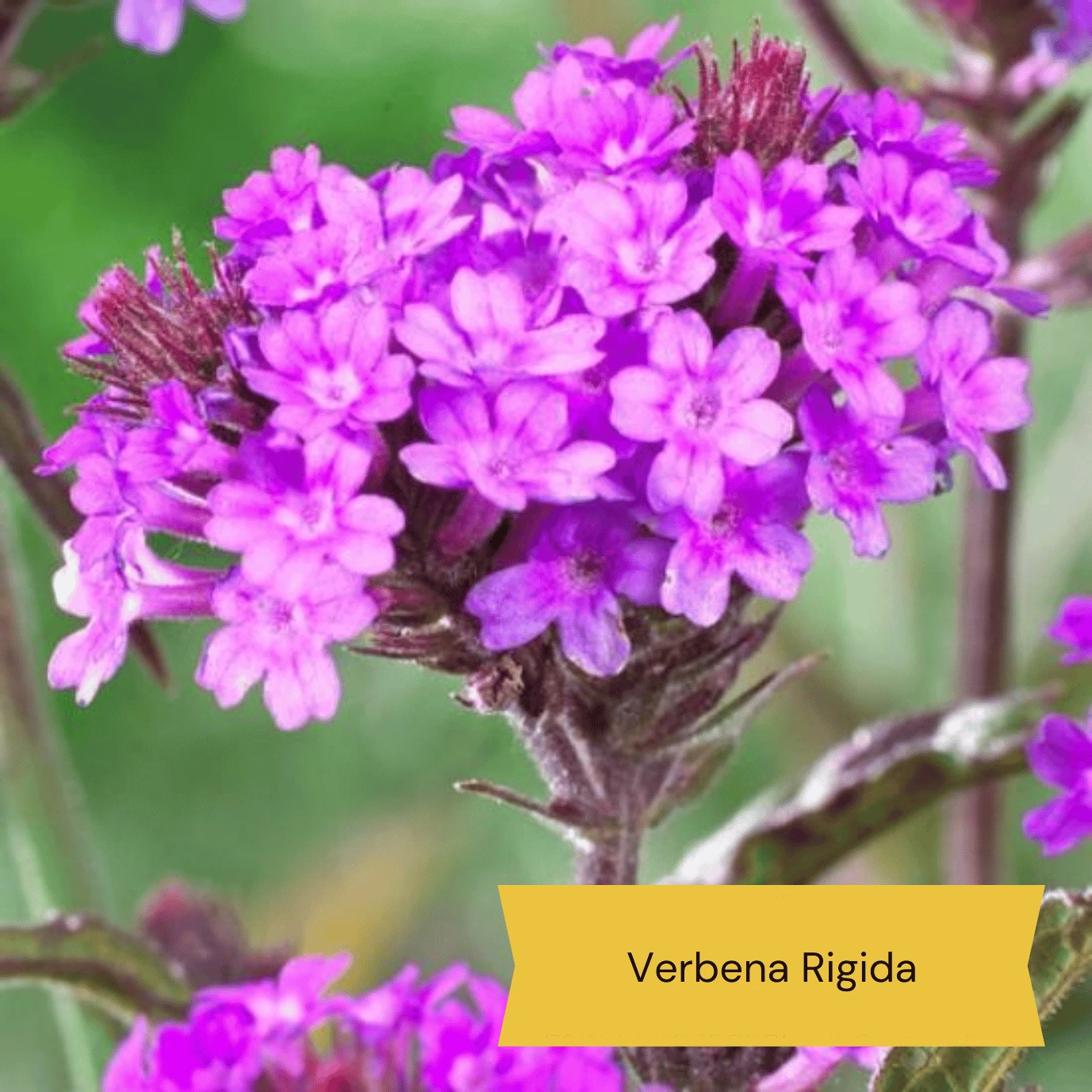 Top Tall Perennials | Plants For Height And Structure 7 Top Tall Perennials | Plants For Height And Structure - Image 5