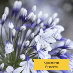Best Tall Flowers | Perennials For Colour And Height 23 Best Tall Flowers | Perennials For Colour And Height -Roots 10 c48fa3ae 628f 42ad b6d6 8e20d5d5b03b