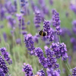 English Lavender | Lavandula Angustifolia