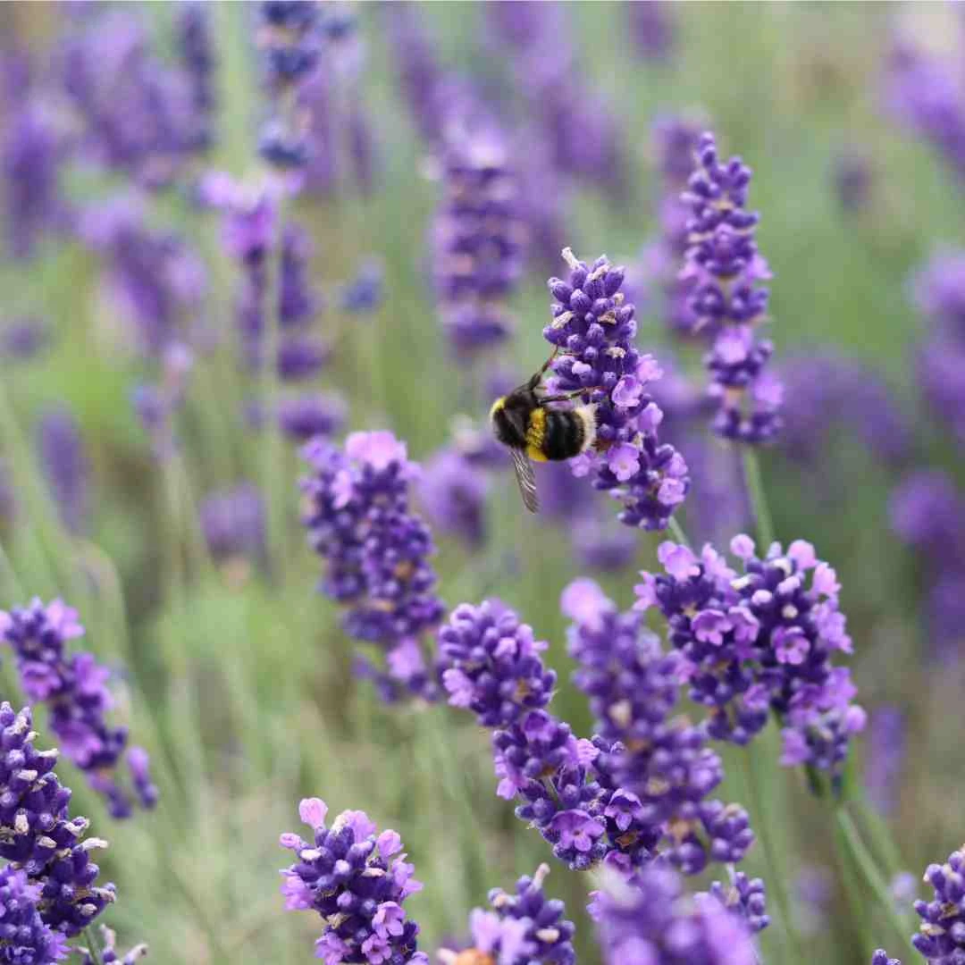 English Lavender | Lavandula Angustifolia 3 English Lavender | Lavandula Angustifolia