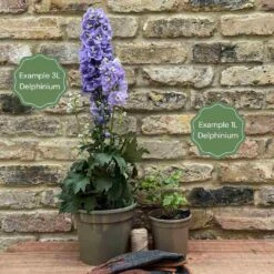 Delphinium 'Highlander Crystal Delight' 7 Delphinium 'Highlander Crystal Delight' -Roots 11 ff96fded 2387 4880 aa1f c63498a5480b