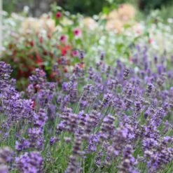 Lavender 'Hidcote Improved' 8 Lavender 'Hidcote Improved' -Roots 16 f39765a9 da7c 40b2 8ab3 f9e124e27a7d