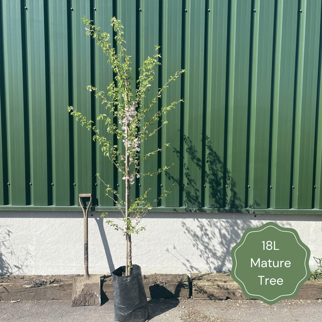 Single Stem Tibetan Cherry Tree | Prunus Serrula 8 Single Stem Tibetan Cherry Tree | Prunus Serrula - Image 6