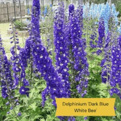 Top Tall Perennials | Plants For Height And Structure 18 Top Tall Perennials | Plants For Height And Structure -Roots 1 1f2c63ee 664d 43ad b58a 412f92c2ecda