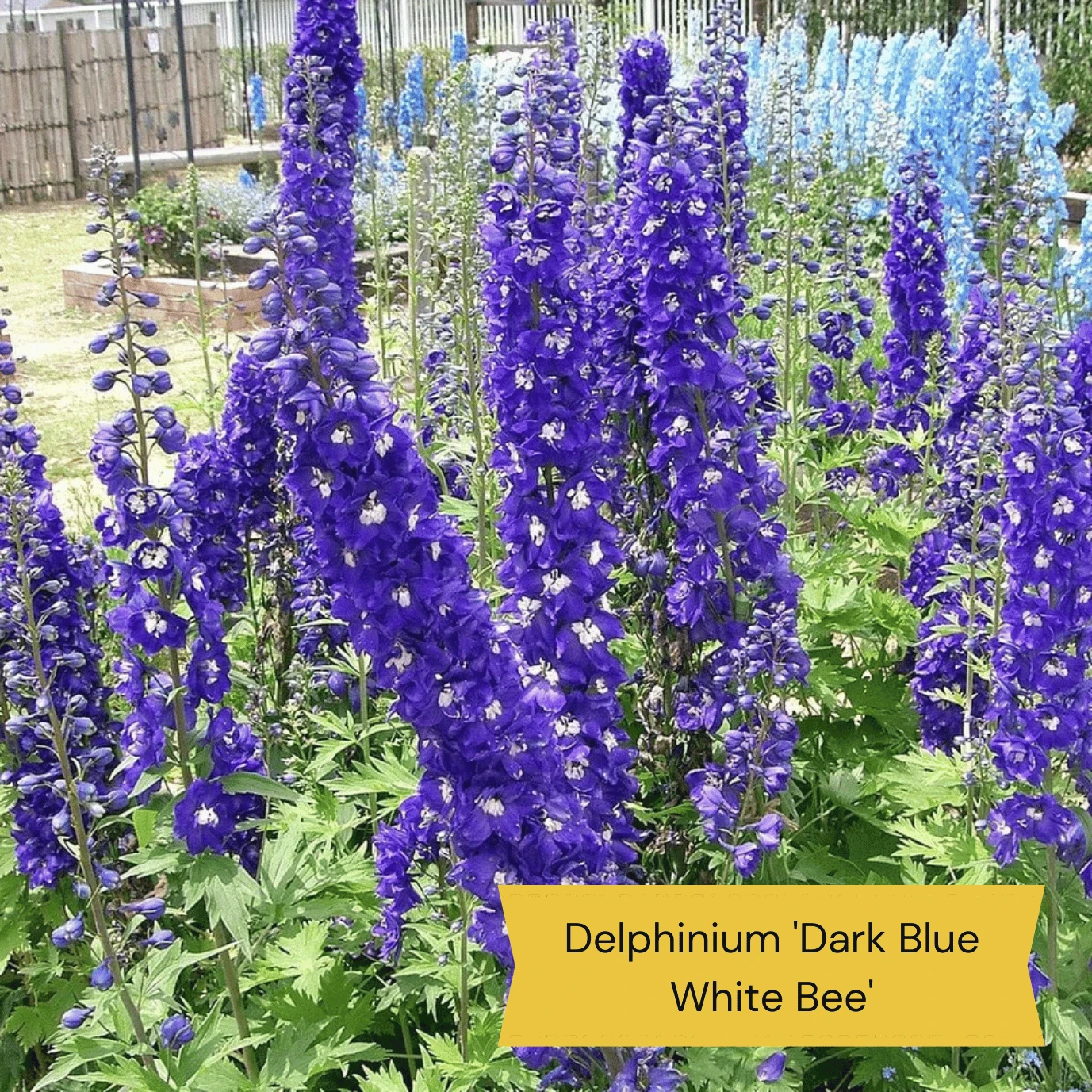 Top Tall Perennials | Plants For Height And Structure 8 Top Tall Perennials | Plants For Height And Structure - Image 6