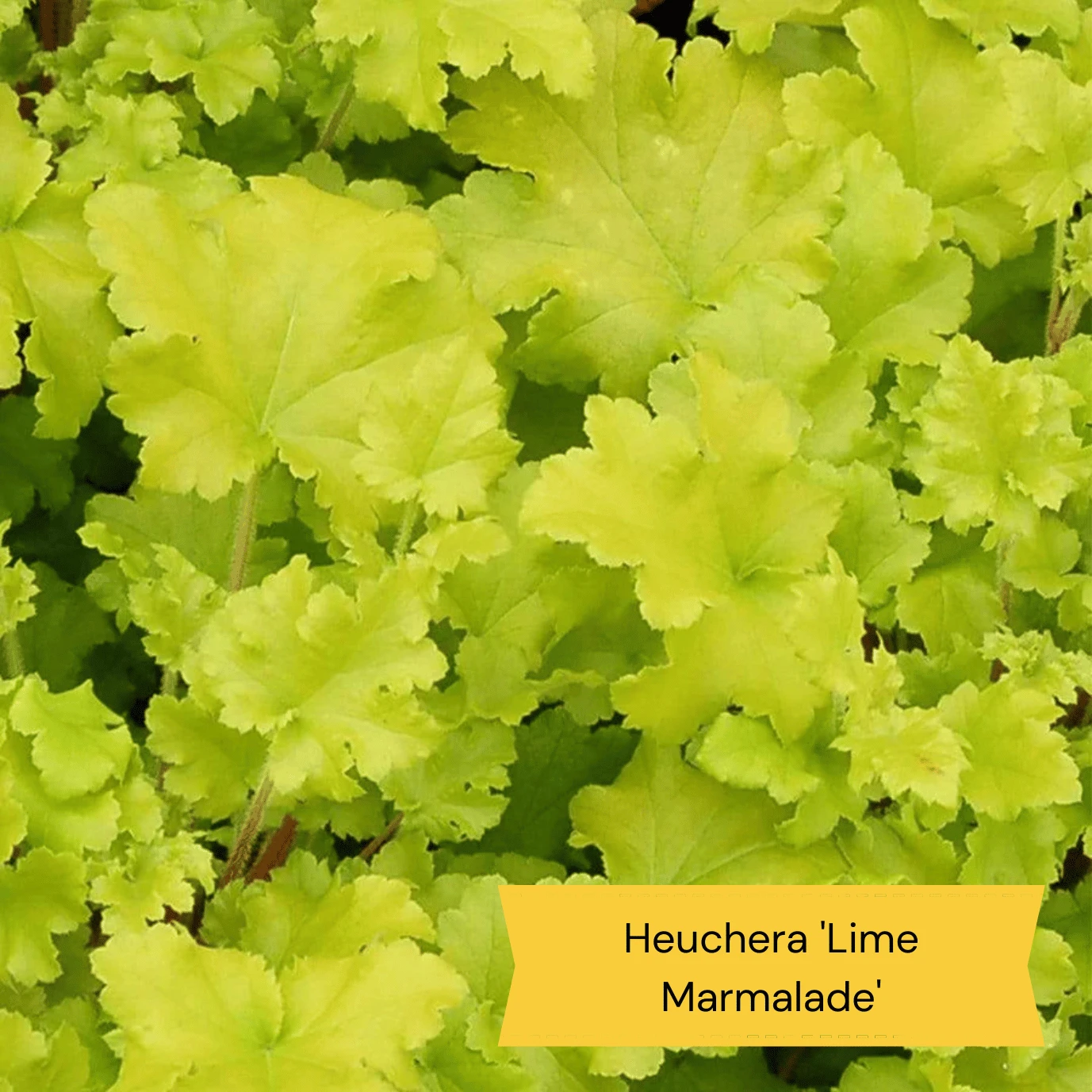 The All Year Round Heuchera Collection 4 The All Year Round Heuchera Collection - Image 2