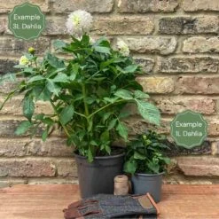 Dahlia Sandra 5 Dahlia Sandra -Roots 1 75002786 8c7d 4a84 94dd f3332227d08f