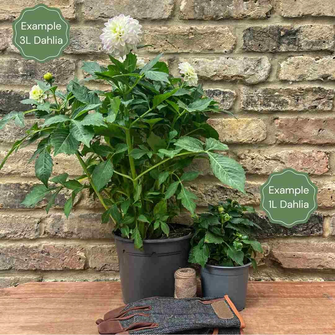 Premium Dahlia Plants Collection 4 Premium Dahlia Plants Collection - Image 2