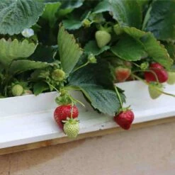 Cambridge Favourite Strawberry Plants 8 Cambridge Favourite Strawberry Plants -Roots 24