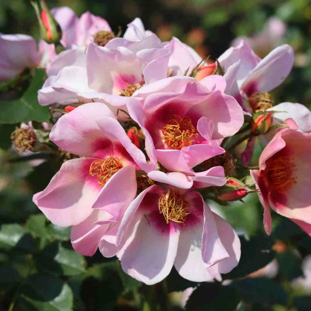 'For Your Eyes Only' Floribunda Rose 4 'For Your Eyes Only' Floribunda Rose - Image 2