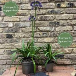 Agapanthus 'Poppin Purple' | 7.5L 8 Agapanthus 'Poppin Purple' | 7.5L -Roots 2 1896bc26 d861 4684 b95c 99f0e119dfee