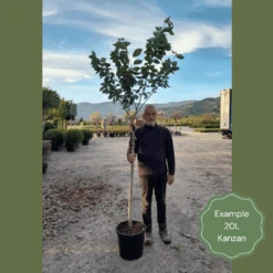 Japanese Cherry Blossom Tree | Prunus Serrulata 'Kanzan' 20 Japanese Cherry Blossom Tree | Prunus Serrulata 'Kanzan' -Roots 2 1 6b1fb918 9b42 4305 a998 86778440f682