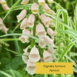 Top Tall Perennials | Plants For Height And Structure 19 Top Tall Perennials | Plants For Height And Structure -Roots 2 1ad08129 434c 4a3c b3e2 a449f8ce6385