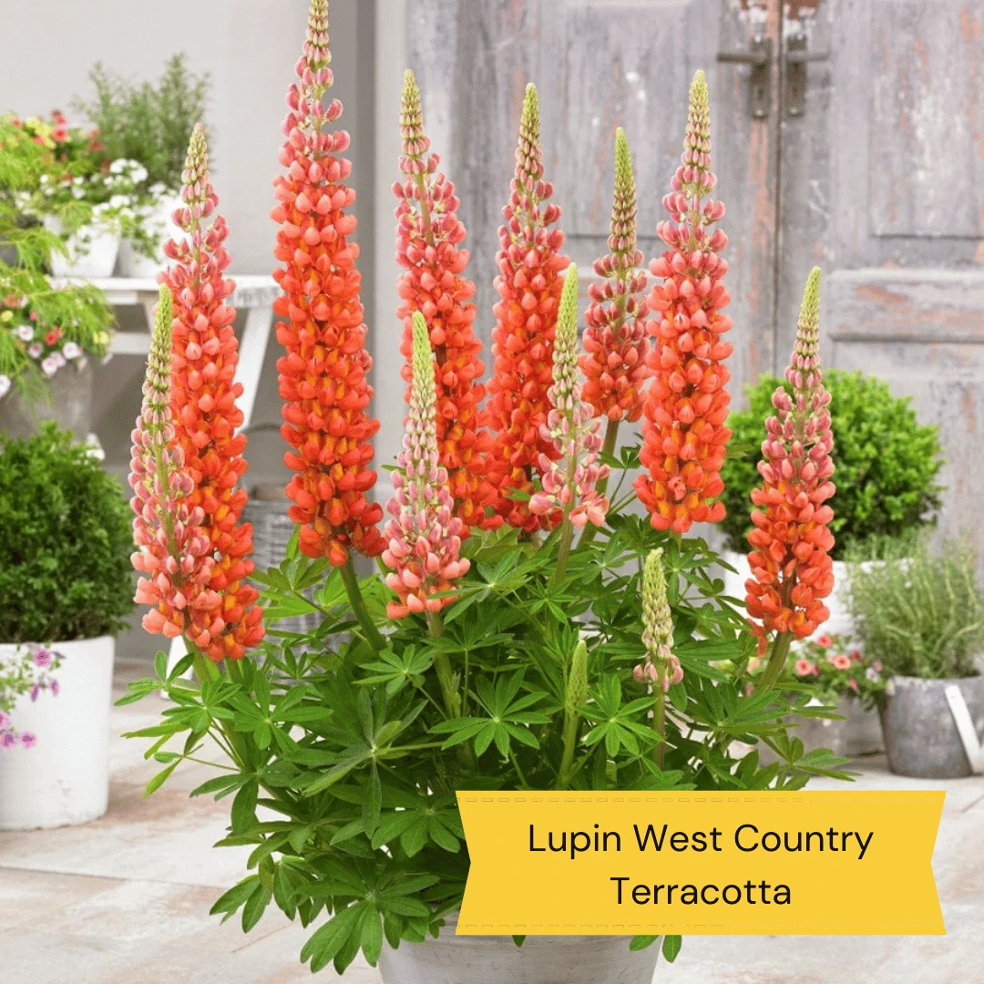 West Country Lupin Collection 5 West Country Lupin Collection - Image 3