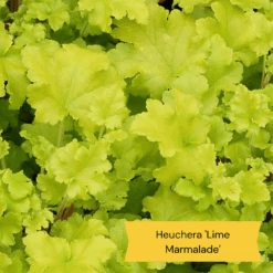 Sensory Garden Plants | Tactile, Bright & Fragrant 12 Sensory Garden Plants | Tactile, Bright & Fragrant -Roots 2 e0bca582 5e28 4af5 9778 57cb26999684