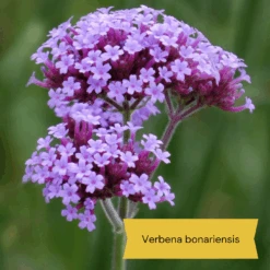 Top Tall Perennials | Plants For Height And Structure 20 Top Tall Perennials | Plants For Height And Structure -Roots 3 582d550a ba9d 452c 8443 5760efc2e31d