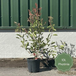 Photinia 'Red Robin' 16 Photinia 'Red Robin' -Roots 3 b7201c58 b4ae 4adc b36d 73d905e78876