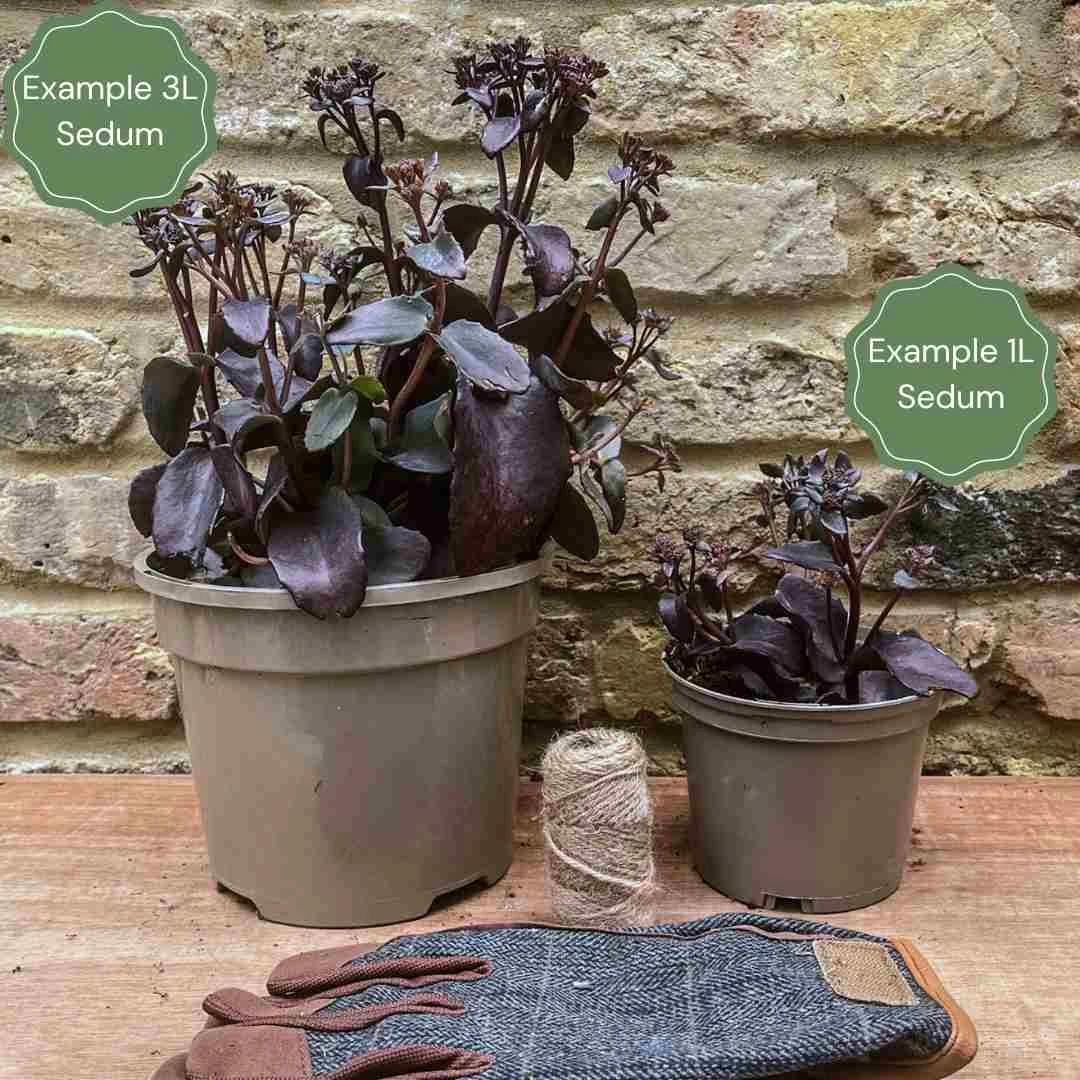 Sedum 'Chocolate Cherry' 4 Sedum 'Chocolate Cherry' - Image 2
