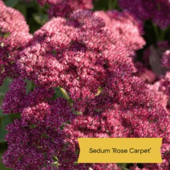 Sensory Garden Plants | Tactile, Bright & Fragrant 14 Sensory Garden Plants | Tactile, Bright & Fragrant -Roots 4 1842bcc6 2f64 4592 8dc3 7ec0c70f8cea