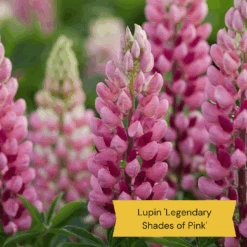 Best Tall Flowers | Perennials For Colour And Height 17 Best Tall Flowers | Perennials For Colour And Height -Roots 4 23dd553d 857d 40c1 946c 56ab2ddc58ad