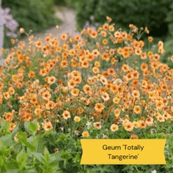 Geums Are Forever Collection -Roots 4 97e7703f 2673 4a42 ab00 07cde4567536