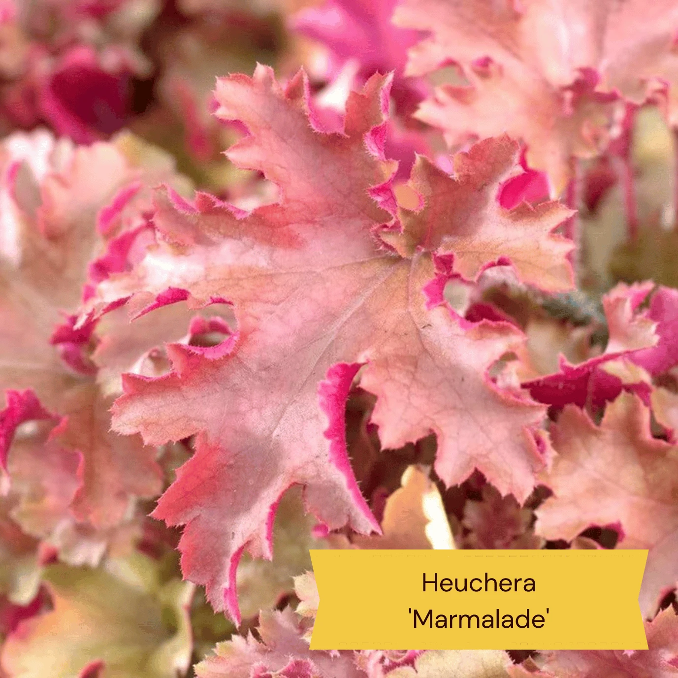The All Year Round Heuchera Collection 7 The All Year Round Heuchera Collection - Image 5
