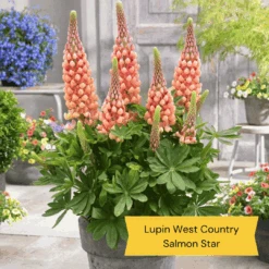 West Country Lupin Collection 12 West Country Lupin Collection -Roots 4 cda8f4cd ed82 45a5 8fce 044d9f10f429