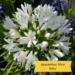 Top Tall Perennials | Plants For Height And Structure 22 Top Tall Perennials | Plants For Height And Structure -Roots 5 485e8806 0f1c 43a6 ba75 0fe8eeab04b9