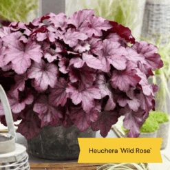 The All Year Round Heuchera Collection 14 The All Year Round Heuchera Collection -Roots 5 bd1b4245 f88b 42dd 9c4a e35a37bbf088