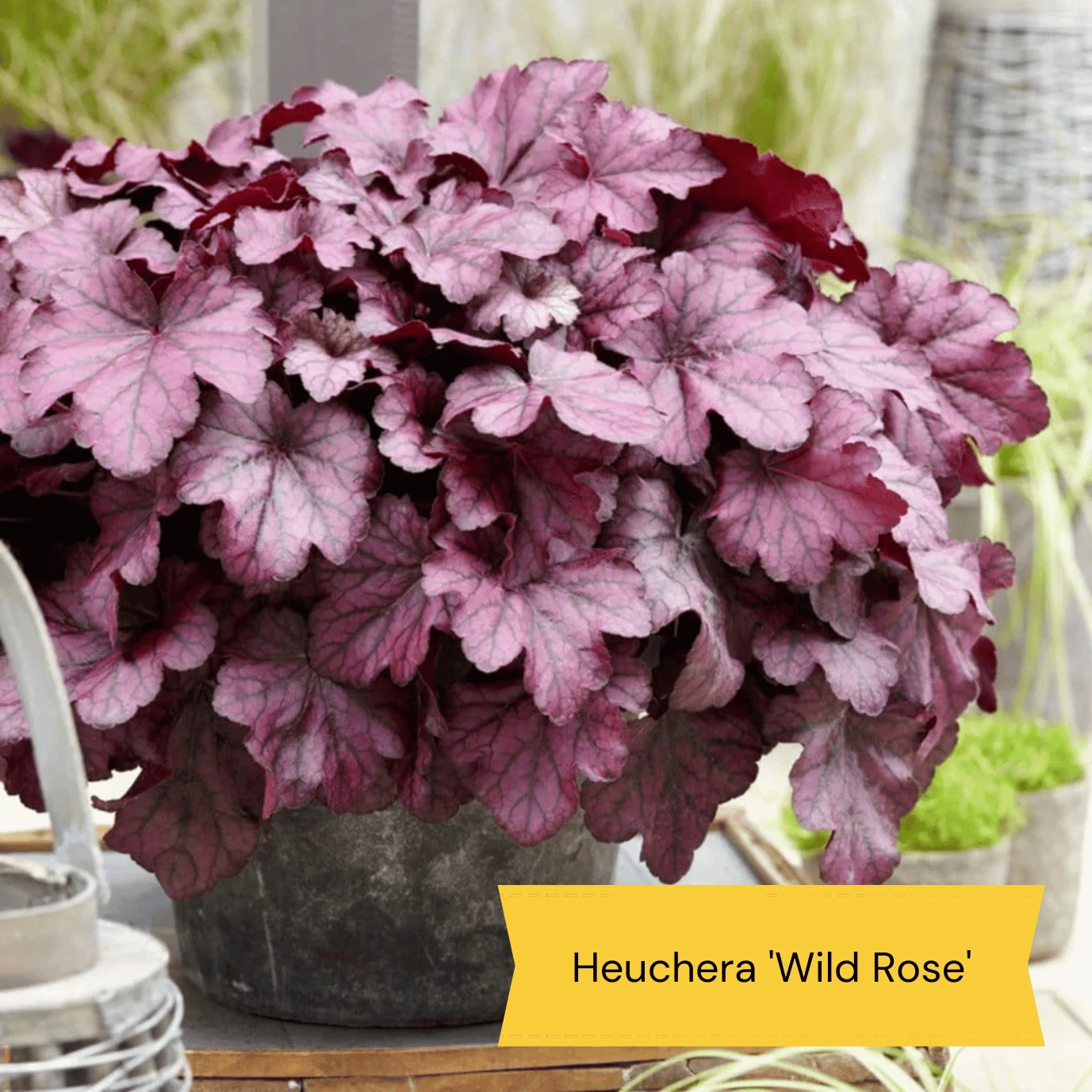 The All Year Round Heuchera Collection 8 The All Year Round Heuchera Collection - Image 6