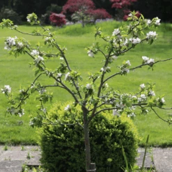 'Discovery' Semi-Dwarf Apple Tree 15 'Discovery' Semi-Dwarf Apple Tree -Roots 6 4ad16f60 ffe1 4e89 9a19 19754bd35370