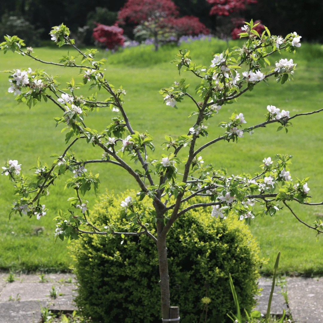 'Discovery' Semi-Dwarf Apple Tree 8 'Discovery' Semi-Dwarf Apple Tree - Image 6