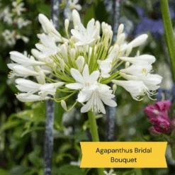 Best Tall Flowers | Perennials For Colour And Height 19 Best Tall Flowers | Perennials For Colour And Height -Roots 6 c2c77175 3aa4 49a5 8066 b570c77636e2