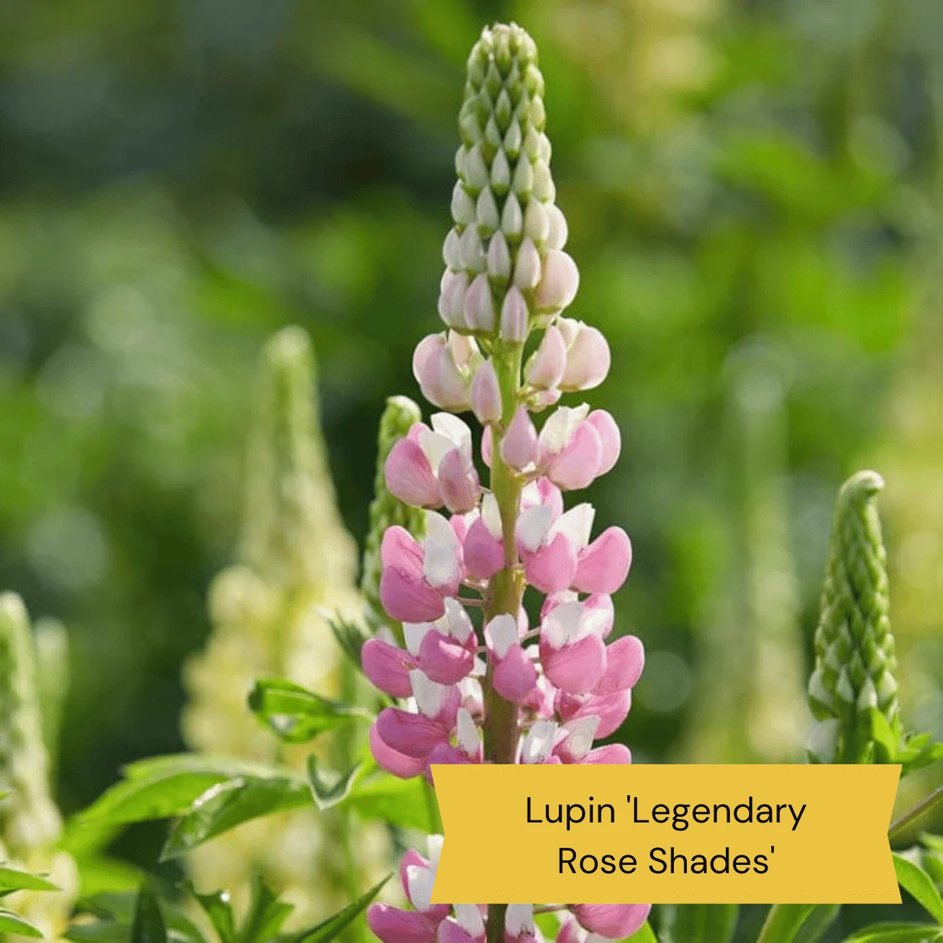 Top Tall Perennials | Plants For Height And Structure 4 Top Tall Perennials | Plants For Height And Structure - Image 2