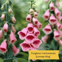Best Tall Flowers | Perennials For Colour And Height 21 Best Tall Flowers | Perennials For Colour And Height -Roots 8 15a7472e ebb1 4d61 b921 20fc084db2ad