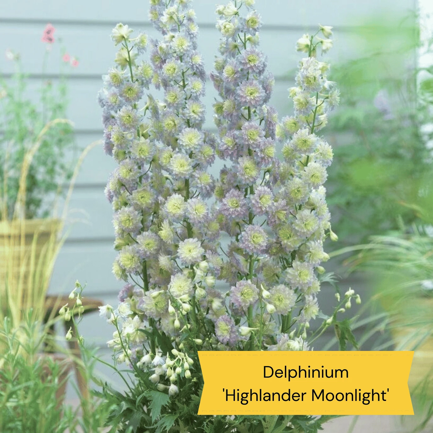 Top Tall Perennials | Plants For Height And Structure 5 Top Tall Perennials | Plants For Height And Structure - Image 3
