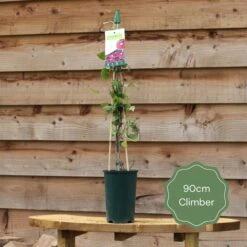 'Rosa Banksiae 'Lutea' | Rambling Rose 10 'Rosa Banksiae 'Lutea' | Rambling Rose -Roots 90cm Climber ac979e6e 68a0 474c b646 c7bd8b2b75af