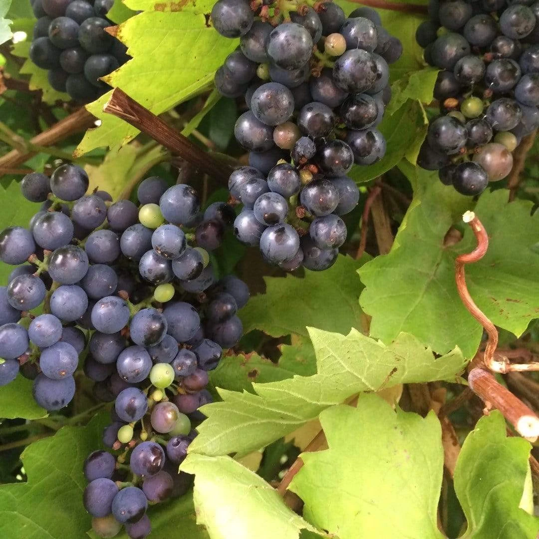 'Black Hamburgh' Indoor Grape Vine 4 'Black Hamburgh' Indoor Grape Vine - Image 2