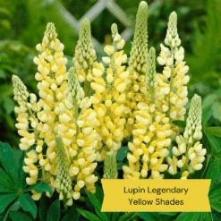 Top Tall Perennials | Plants For Height And Structure 16 Top Tall Perennials | Plants For Height And Structure -Roots 9 27d1ab8e d7f5 47e6 964e 1b936bd94d27