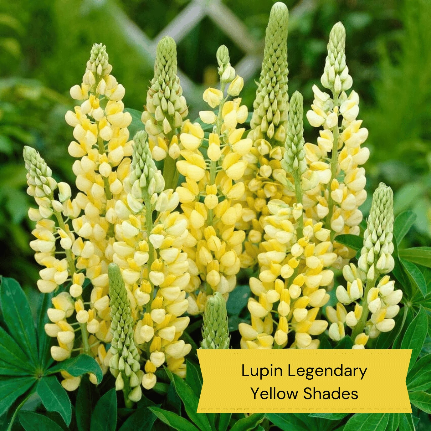 Top Tall Perennials | Plants For Height And Structure 6 Top Tall Perennials | Plants For Height And Structure - Image 4