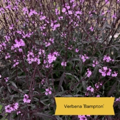 Best Tall Flowers | Perennials For Colour And Height 22 Best Tall Flowers | Perennials For Colour And Height -Roots 9 cabc3cc2 0acc 4197 934d 61a2e42cc16d