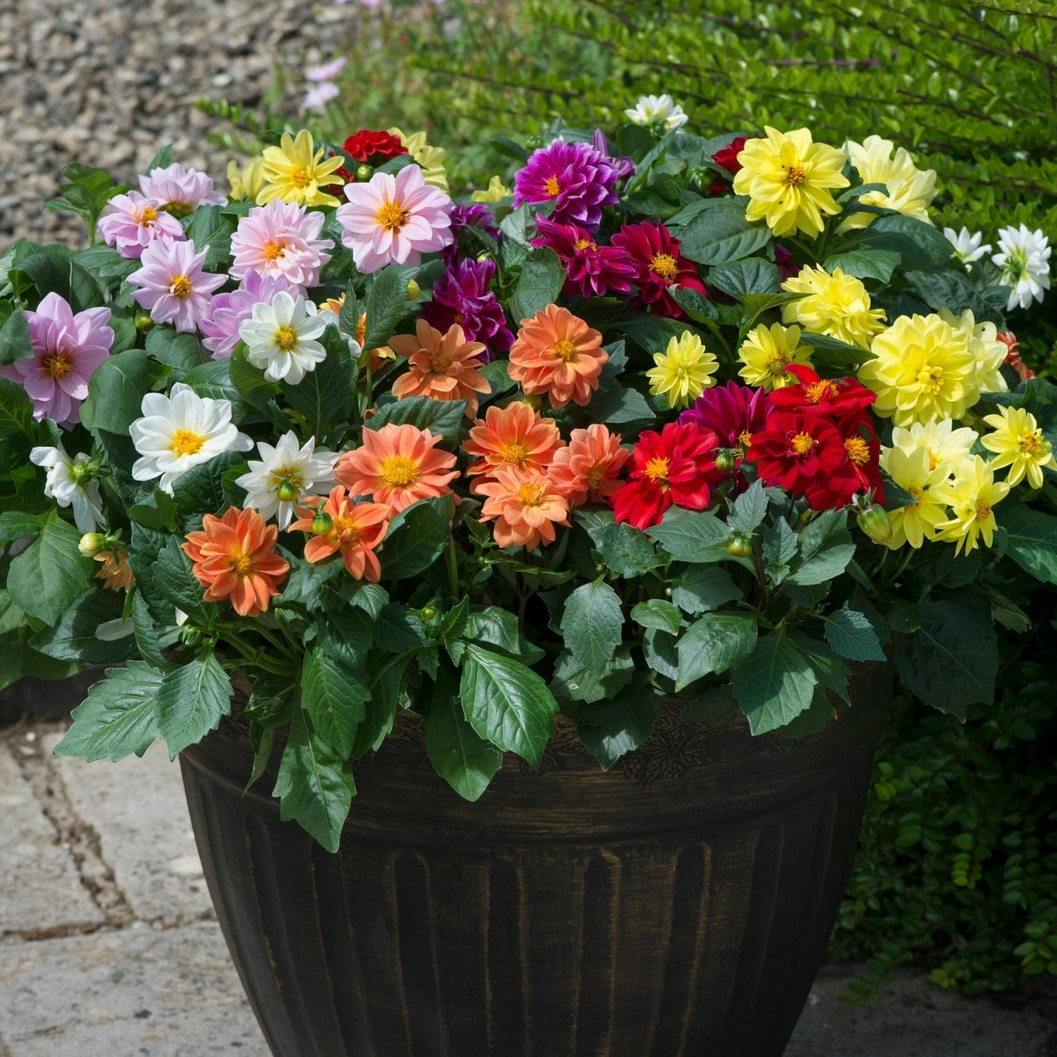 40 Mixed Dahlia 'Figaro' Plug Plants 3 40 Mixed Dahlia 'Figaro' Plug Plants