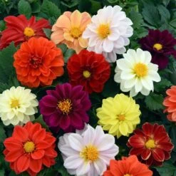 40 Mixed Dahlia 'Figaro' Plug Plants 10 40 Mixed Dahlia 'Figaro' Plug Plants -Roots AB0101 4