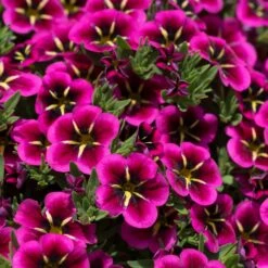 12 Annuals For Hanging Baskets | The Dark Side Of The Moon Collection | Calibrachoa, Petunia & Dahlia 13 12 Annuals For Hanging Baskets | The Dark Side Of The Moon Collection | Calibrachoa, Petunia & Dahlia -Roots AB0111 2 54af6409 6655 47aa aaac 99becddd428e