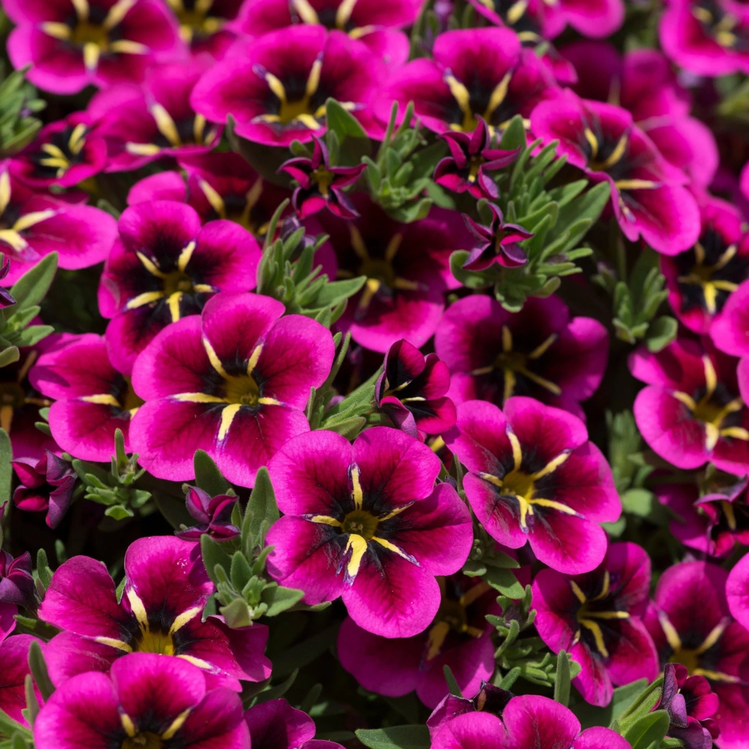 12 Annuals For Hanging Baskets | The Dark Side Of The Moon Collection | Calibrachoa, Petunia & Dahlia 7 12 Annuals For Hanging Baskets | The Dark Side Of The Moon Collection | Calibrachoa, Petunia & Dahlia - Image 5