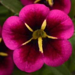 12 Annuals For Hanging Baskets | The Dark Side Of The Moon Collection | Calibrachoa, Petunia & Dahlia 12 12 Annuals For Hanging Baskets | The Dark Side Of The Moon Collection | Calibrachoa, Petunia & Dahlia -Roots AB0111 5 e03dc071 f4fe 45b7 8763 f797d6ef1afb