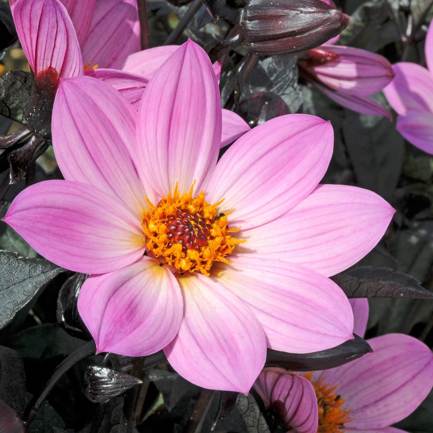 Dahlia 'Happy Days Pink' Jumbo Plug Plants 4 Dahlia 'Happy Days Pink' Jumbo Plug Plants - Image 2