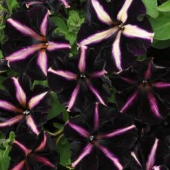 12 Annuals For Hanging Baskets | The Dark Side Of The Moon Collection | Calibrachoa, Petunia & Dahlia 15 12 Annuals For Hanging Baskets | The Dark Side Of The Moon Collection | Calibrachoa, Petunia & Dahlia -Roots AB0137 3 816644ca fc56 4e51 b779 8d52539b8e7c