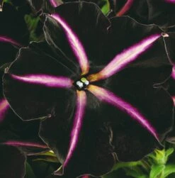 12 Annuals For Hanging Baskets | The Dark Side Of The Moon Collection | Calibrachoa, Petunia & Dahlia 14 12 Annuals For Hanging Baskets | The Dark Side Of The Moon Collection | Calibrachoa, Petunia & Dahlia -Roots AB0137 4 cc5c2062 f44f 4f8e 985c 94b970dbd480